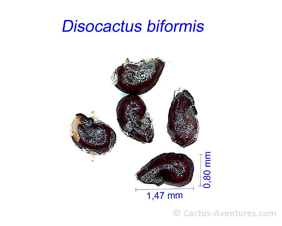 Disocactus biformis GC.jpg1